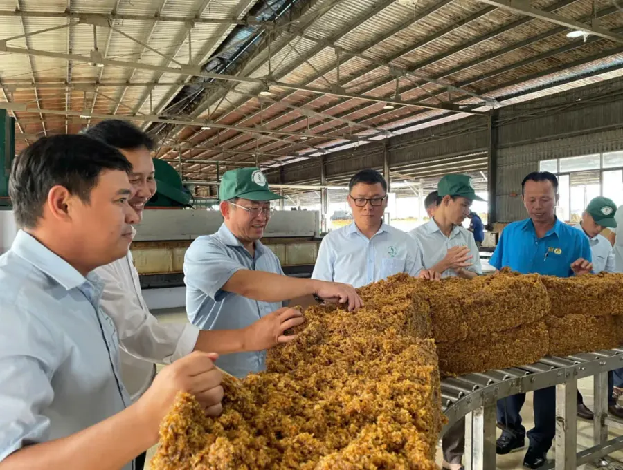 Kiểm tra mủ cốm tại nhà máy chế biến