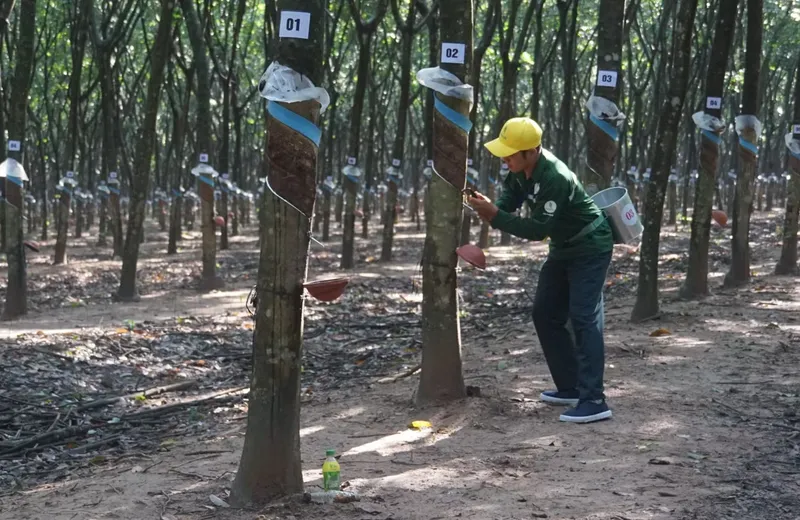 Công nhân thu hoạch mủ cao su
